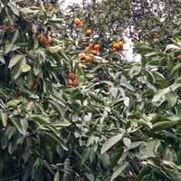 Фото отзыва 1: экскурсия "﻿Групповая экскурсия по солнечной Абхазии"