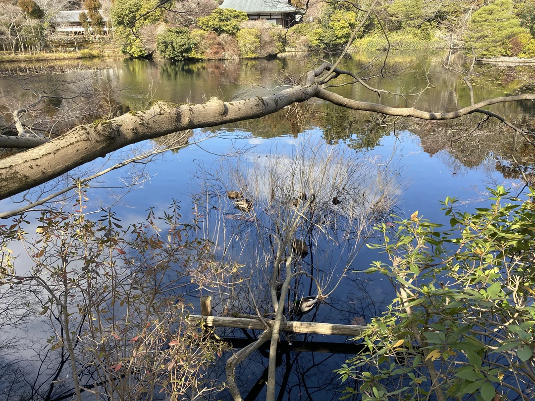 Это был великолепный день в Киото! Елена подстроила всю программу осмотра города под наши возможности (у