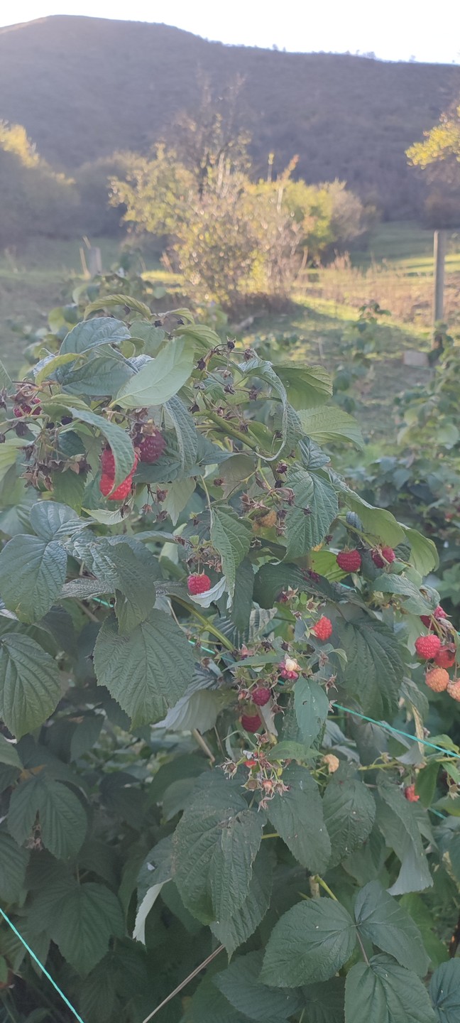 В Аргунское ущелье - за водопадами, древними башнями и национальными лепешками (Антон)