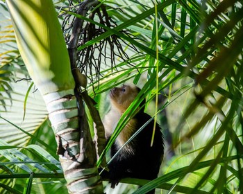 Национальный парк «Мануэль Антонио»