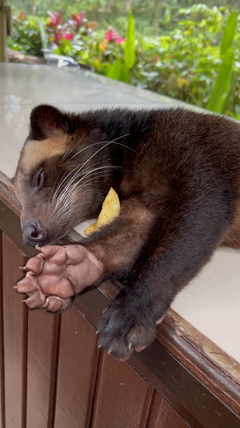 Погружение в культуру острова Ява (Надежда)
