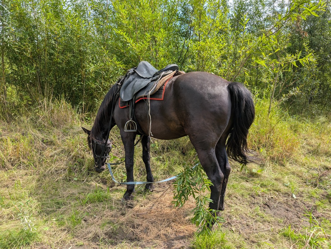 Сама прогулка понравилась. Кони послушные, никаких проблем с управлением не возникло.