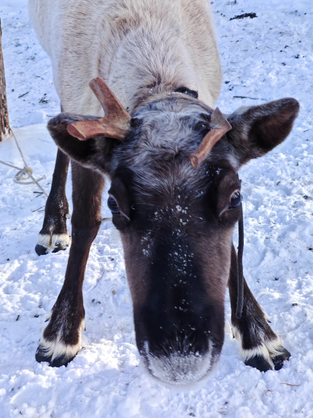 У нас был гид Максим, который к назначенному времени приехал на адрес, где я жила. Очень