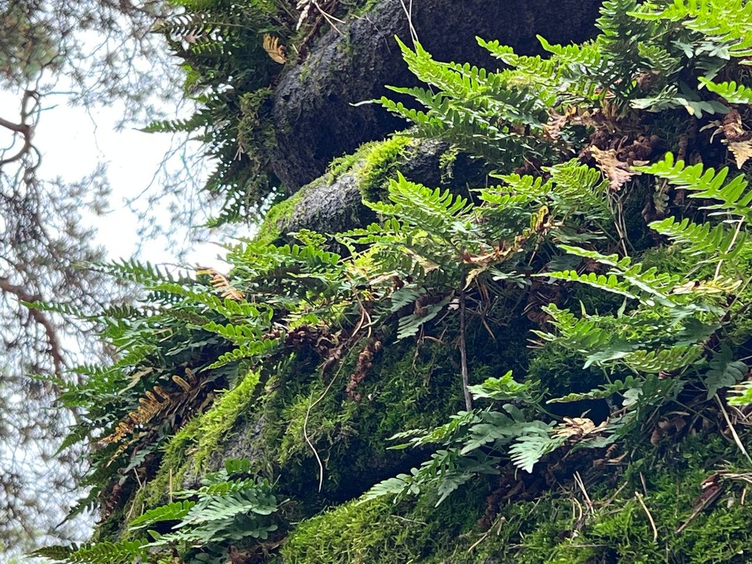 Шарташские были (Вика)