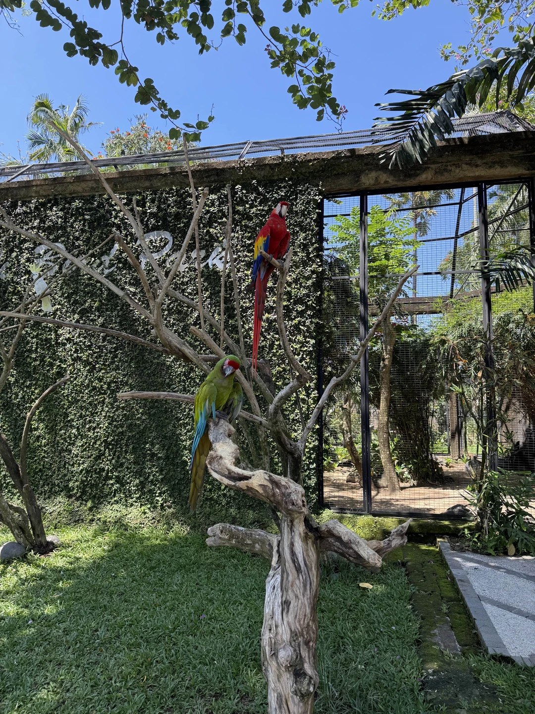 Густи очень хороший гид, по русски говорит с акцентом, но все понятно, знает очень много русских