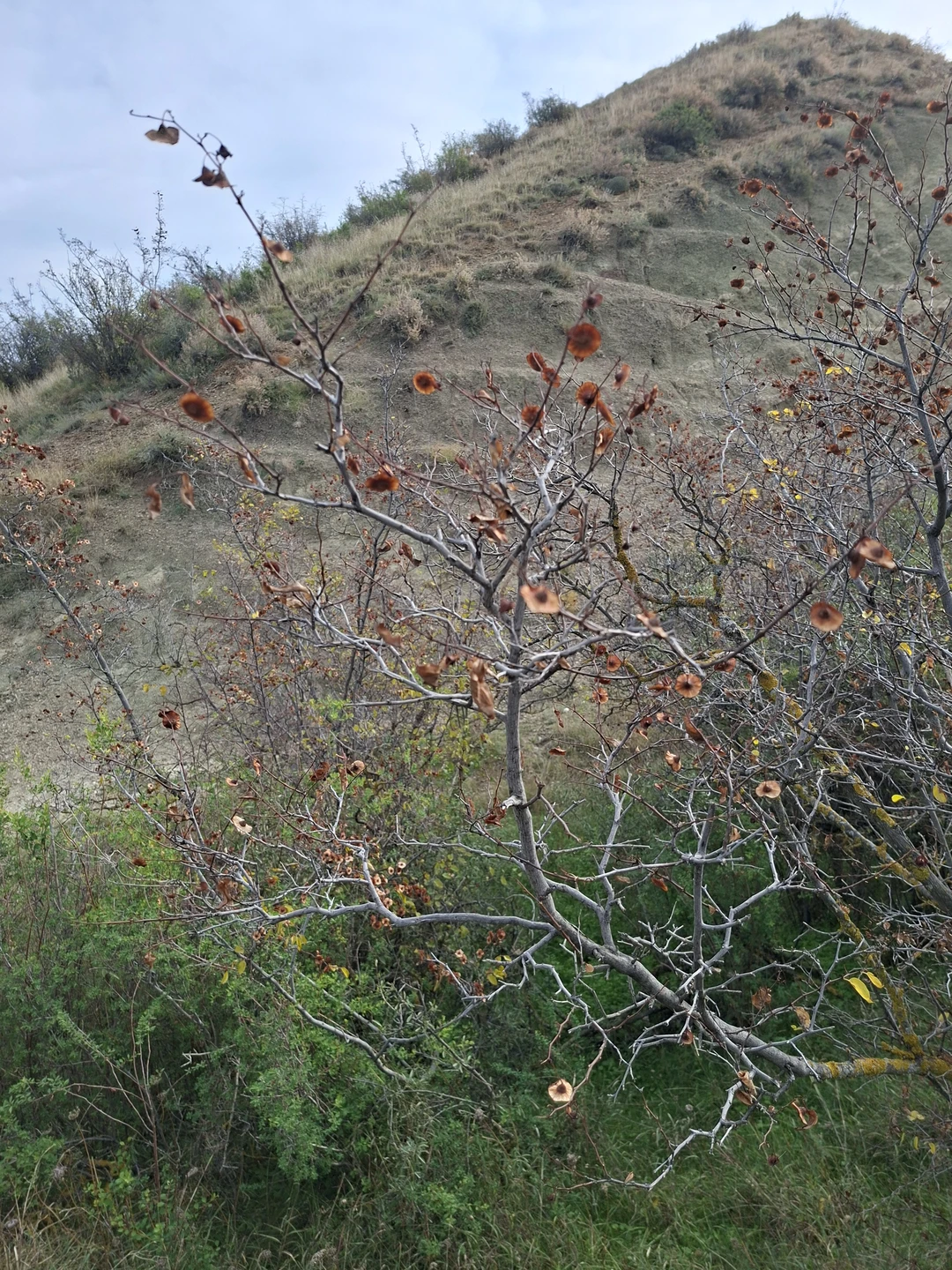 По пустыне Удабно - к Радужным горам и комплексу Давид-Гареджи (Юлия)