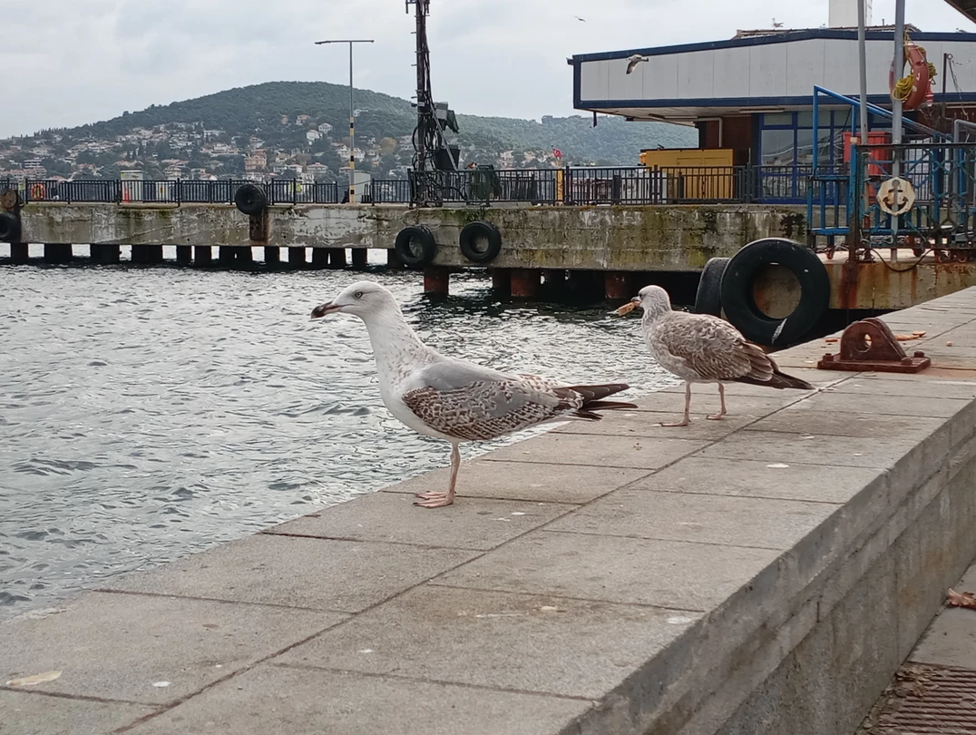 Наш гид, приятная девушка Луиза! Достаточно интересно и просто рассказала исторических локациях "Принцевых островов", дала некоторые