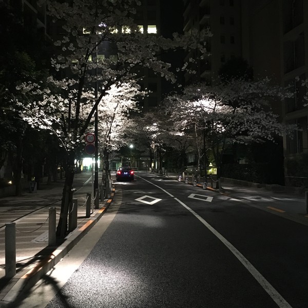 Вечерняя охота за цветущей сакурой