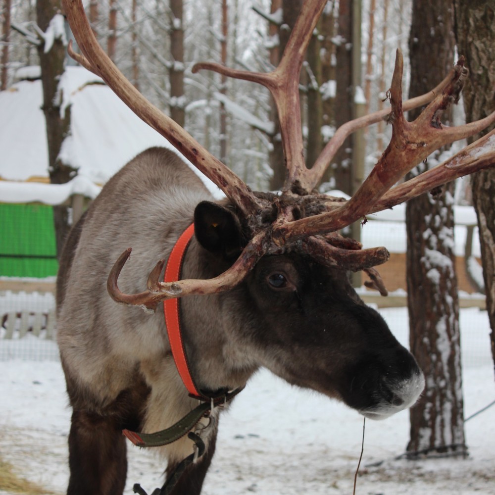 В гости к хаски и северным оленям из Москвы (без трансфера) (6/21)