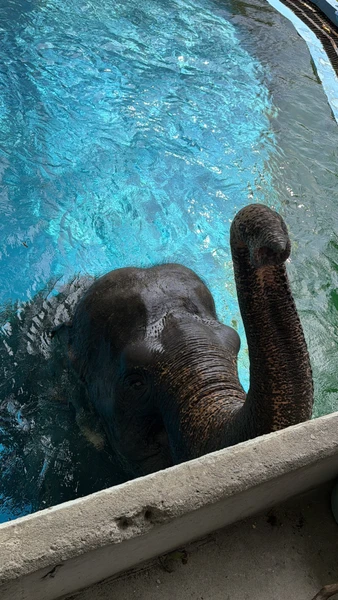 гид Виктор - просто пушка! знает языки всех животных 😂 поболтали со всеми животными и покормили. От плавающего слона - в полном шоке до сих пор)