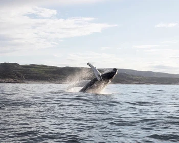 Териберка и морская прогулка