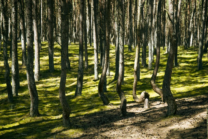 Куршская коса, Зеленоградск и дегустация в бастионе «Обертайх»