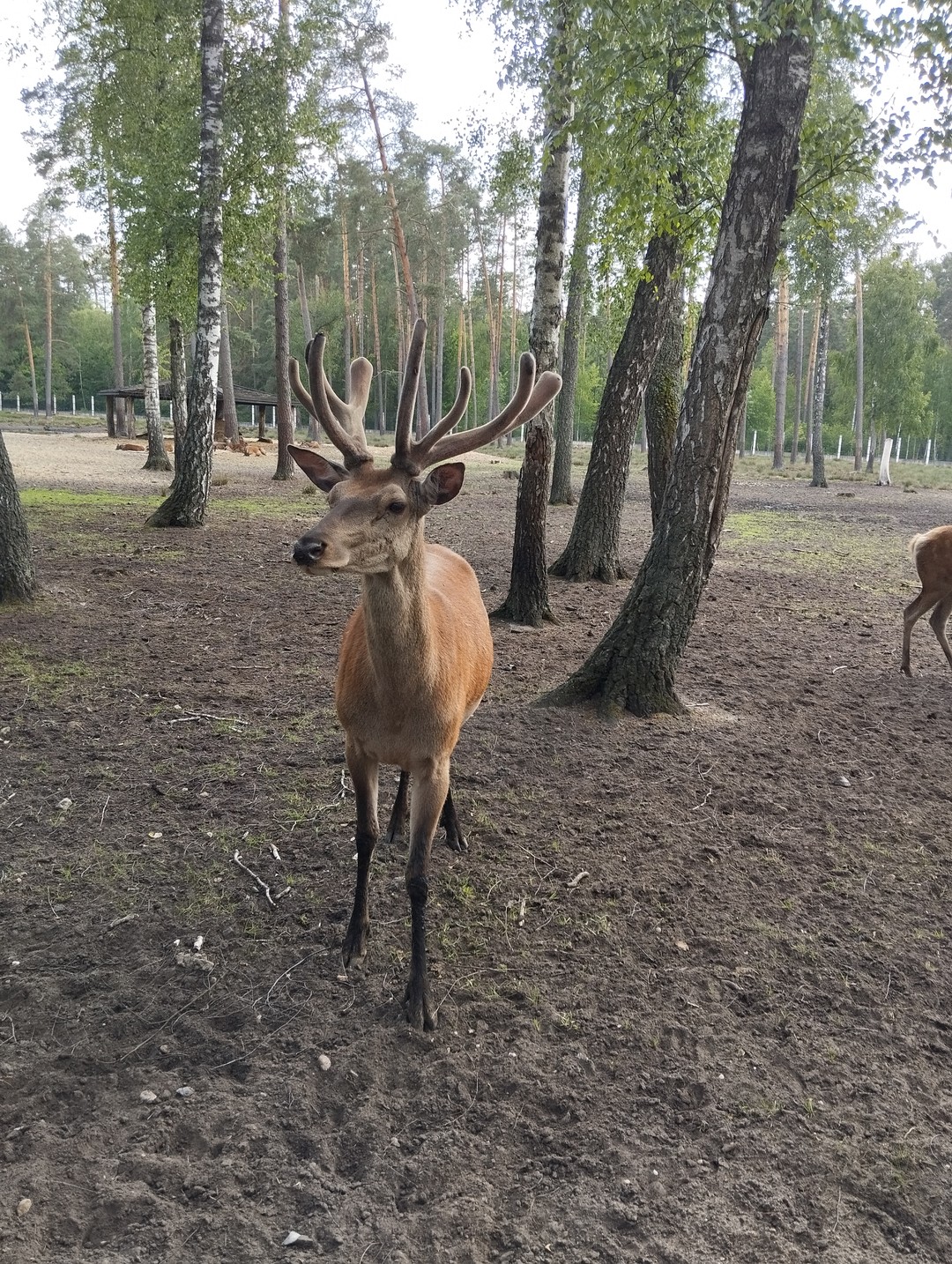 Беловежская пуща по выходным и праздникам (Наталья)
