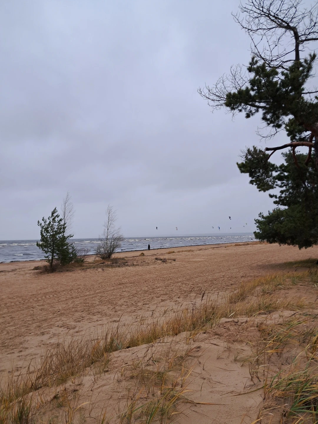 Уютный дачный Сестрорецк (Виолетта)