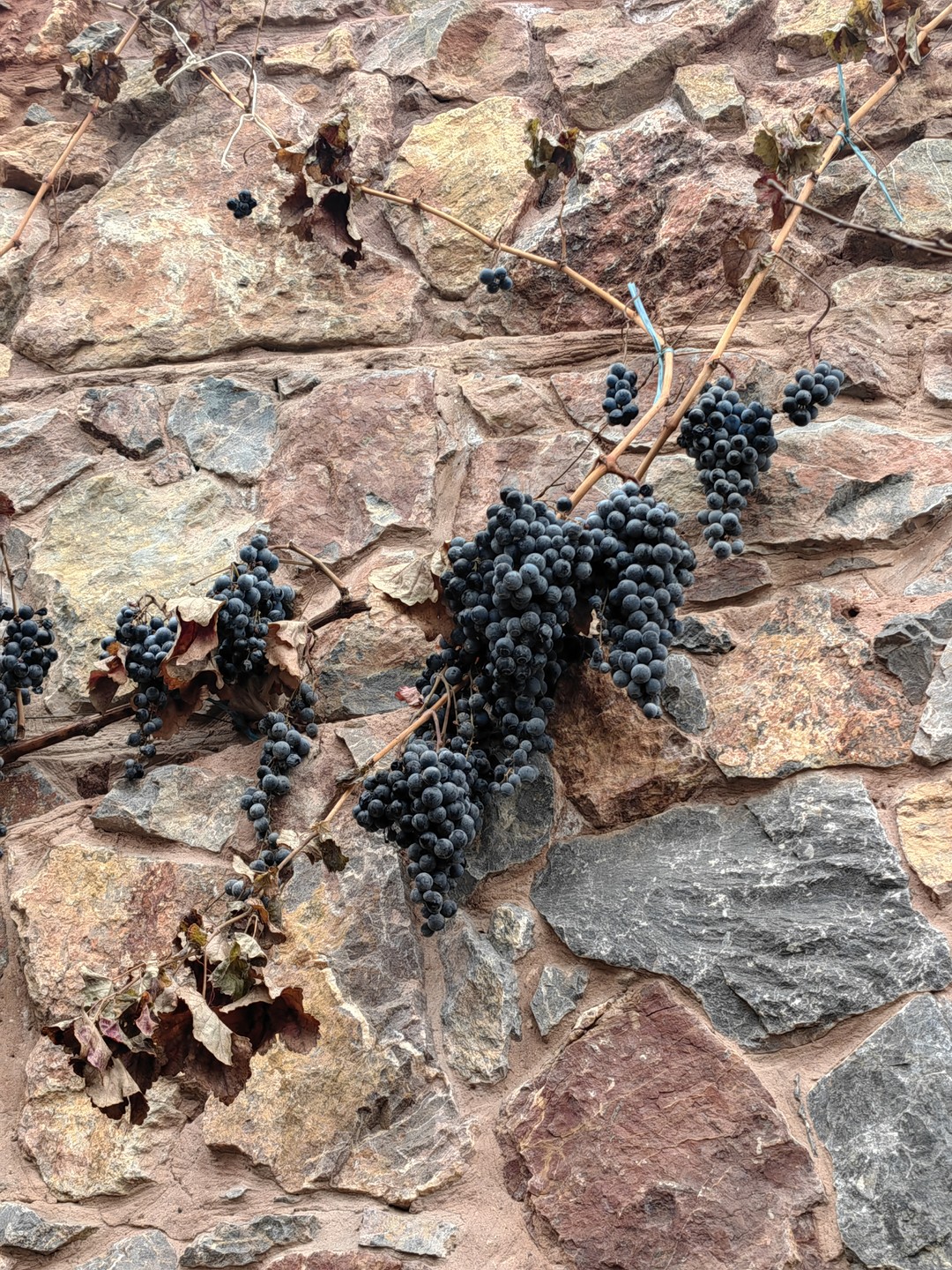 Были на экскурсии "Винное путешествие" с друзьями в начале декабря. Брали однодневный тур. Гидом был Тигран.