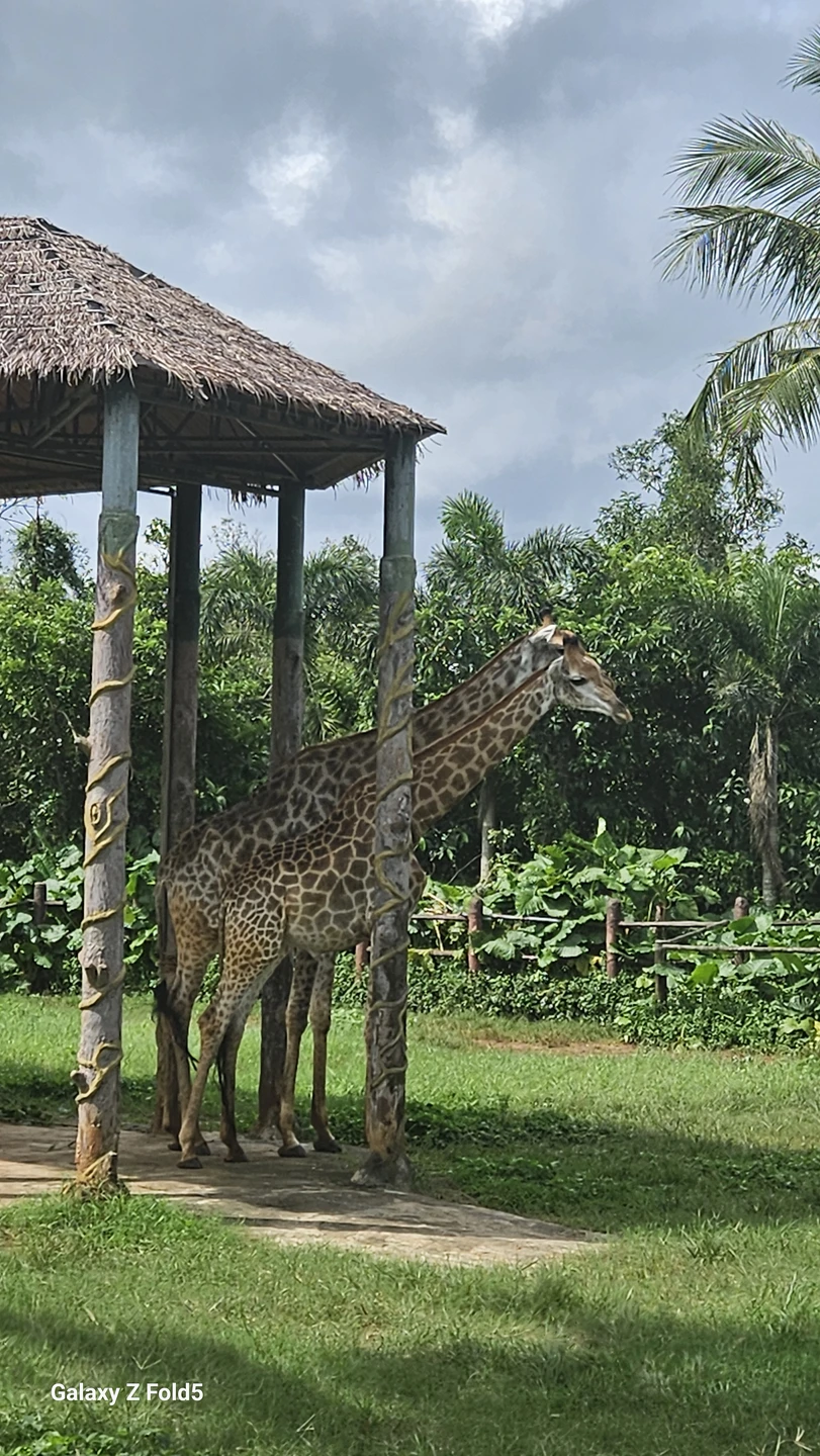 Зоопарк-сафари очень большой, экскурсия организована великолепно, гид русскоговорящий учитывал все пожелания