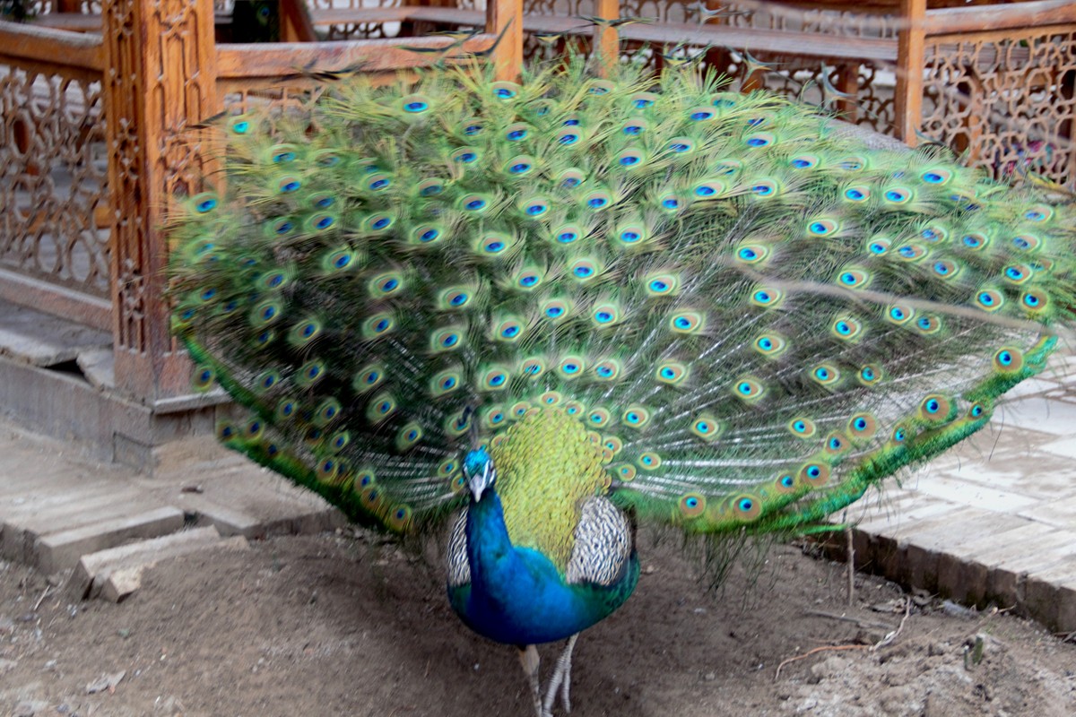 История и быт бухарцев: прошлое и настоящее (10/12)