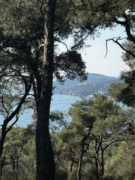 Отличный формат экскурсии для знакомства с островом Бююкада. На нем нельзя передвигаться на обычных автомобилях. Только