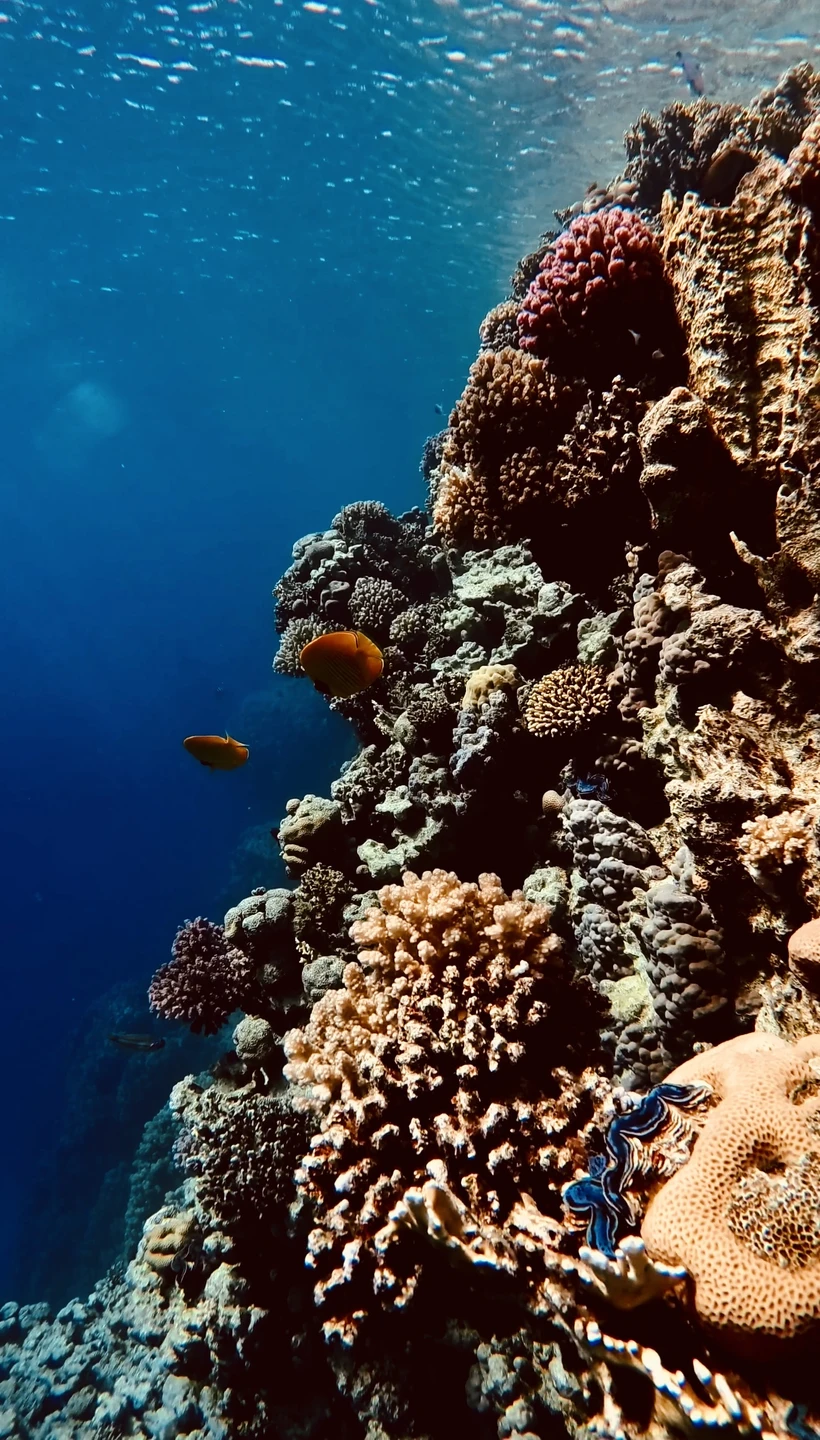 Плавали с Анастасией, очень всё понравилось. Были впервые на снорлинге, поэтому эффект вау! Красиво очень. Благодарна