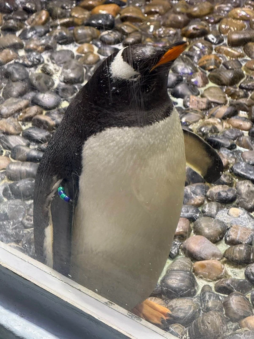 Добро пожаловать в Дубай (Мария)