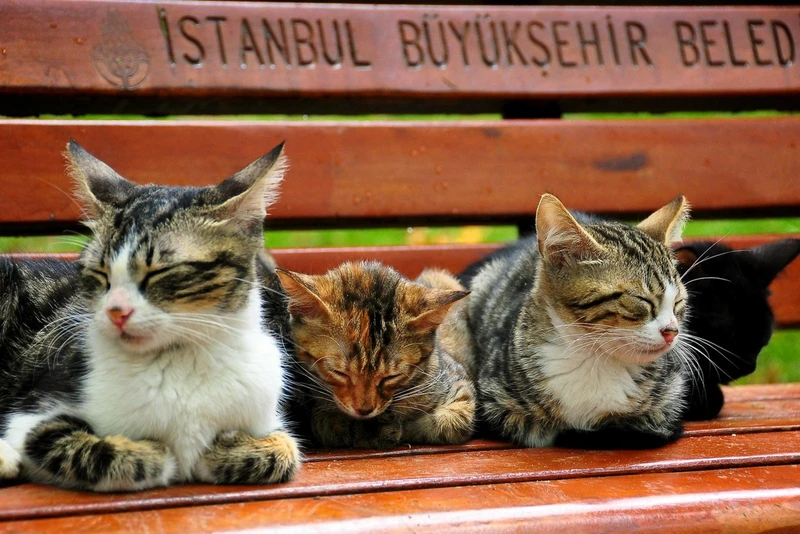 Пешком (почти) по Стамбулу