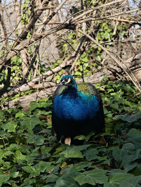 Спасибо Илье за профессиональную работу, увидели городской трафик, знаковые места Мадрида которые невозможно посетить за пару
