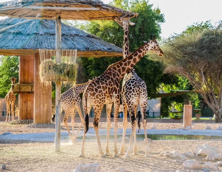 Чарующий Аль-Айн