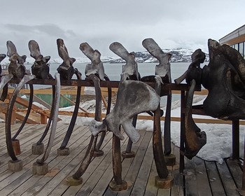 Экскурсия по Териберке и морская прогулка в поиске китов