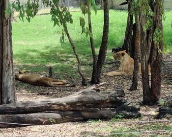 Африканское сафари и Порт-Луи