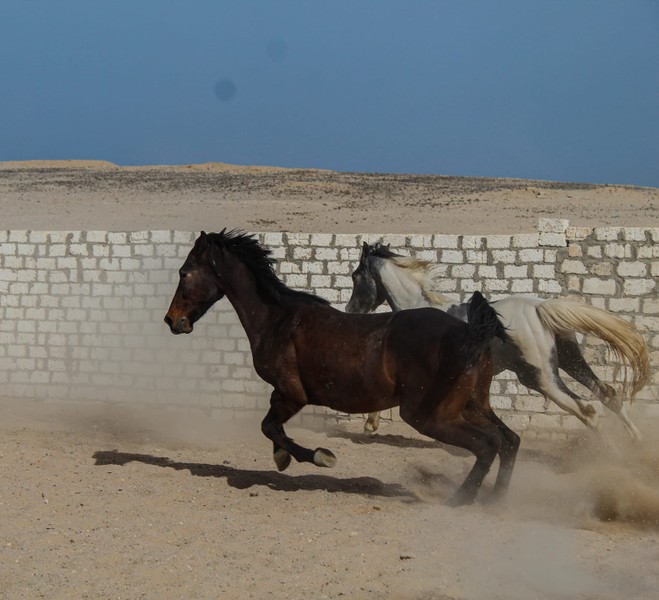 Прогулки на лошадях и верблюдах в Хургаде - Фото 6