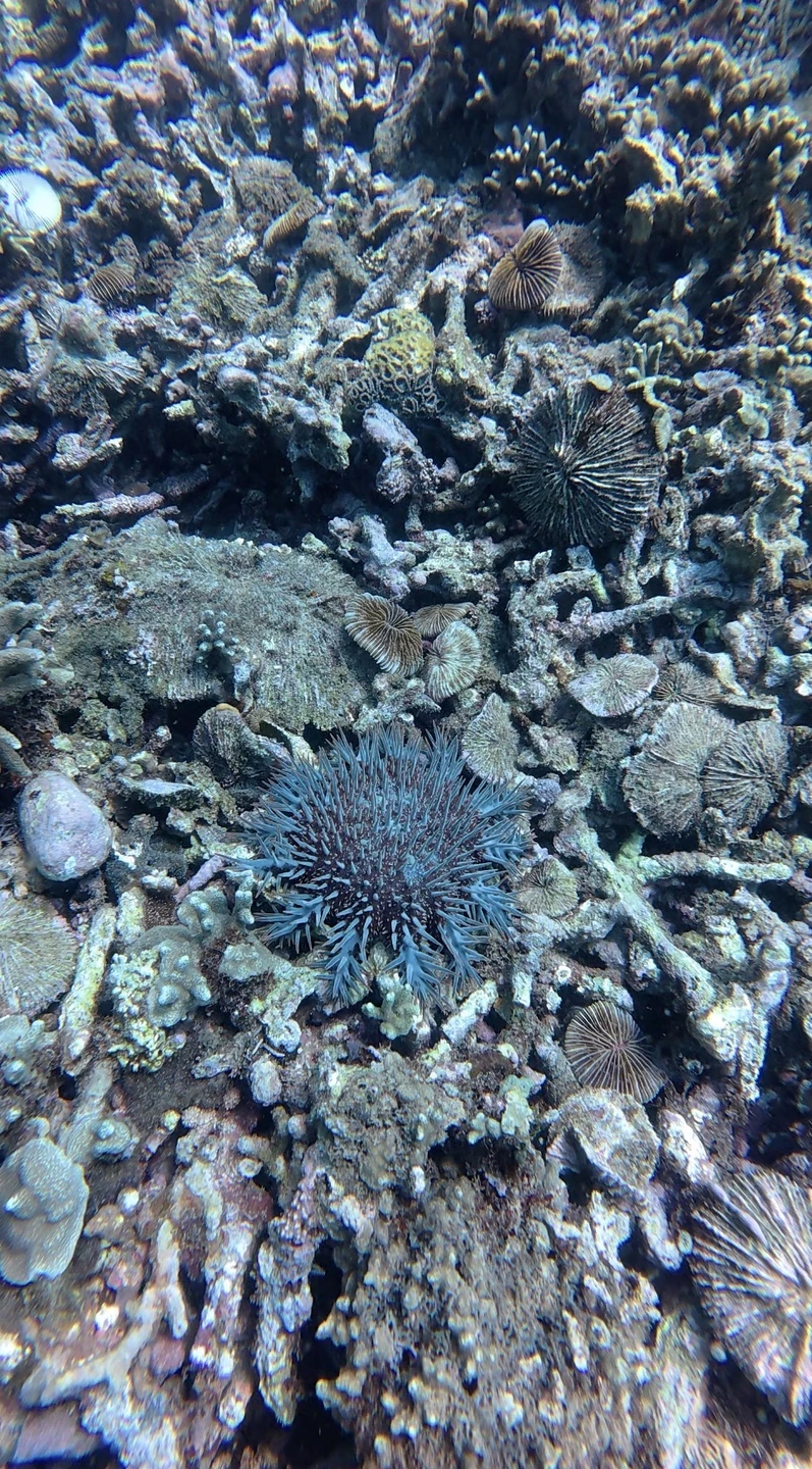 Персональный дайвинг во Вьетнаме (Екатерина)