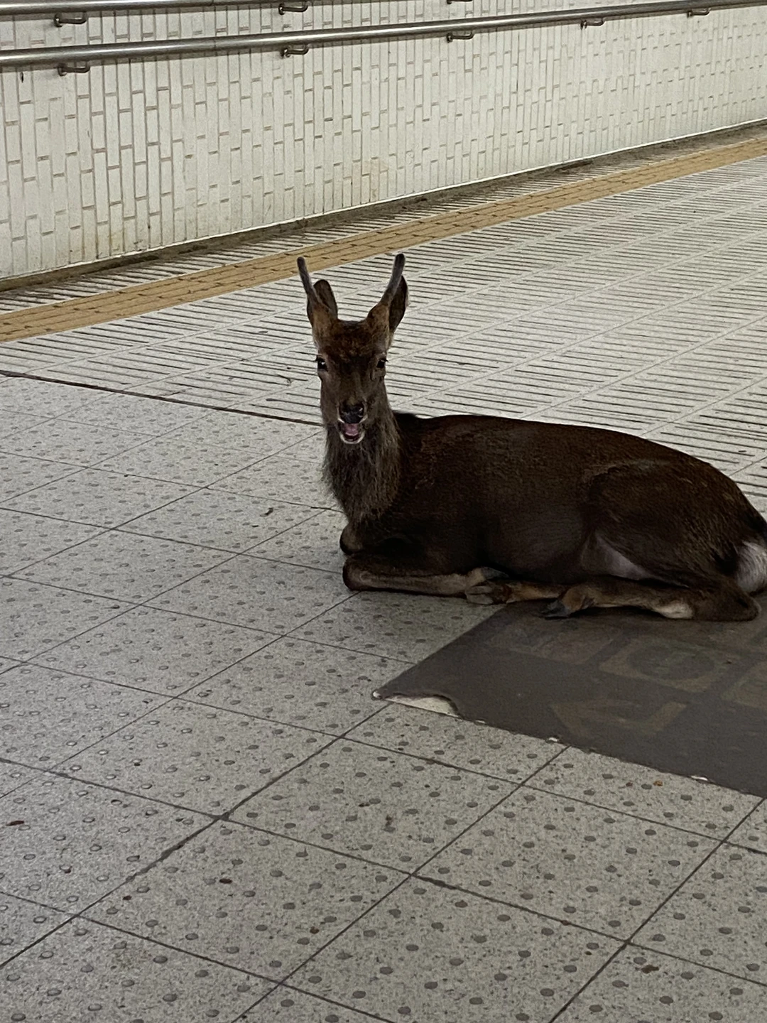 Просто классная экскурсия и Марина отличный экскурсовод! Нам всем очень было интересно, мы узнали много интересного