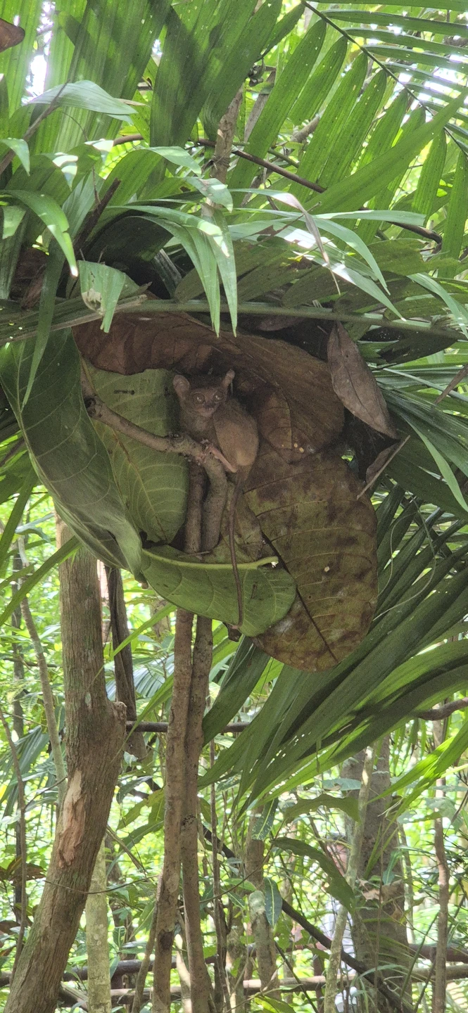 Отличный однодневный trip для знакомства с необычным островом. Отличная насыщенная, но неутомительная программа на весь световой