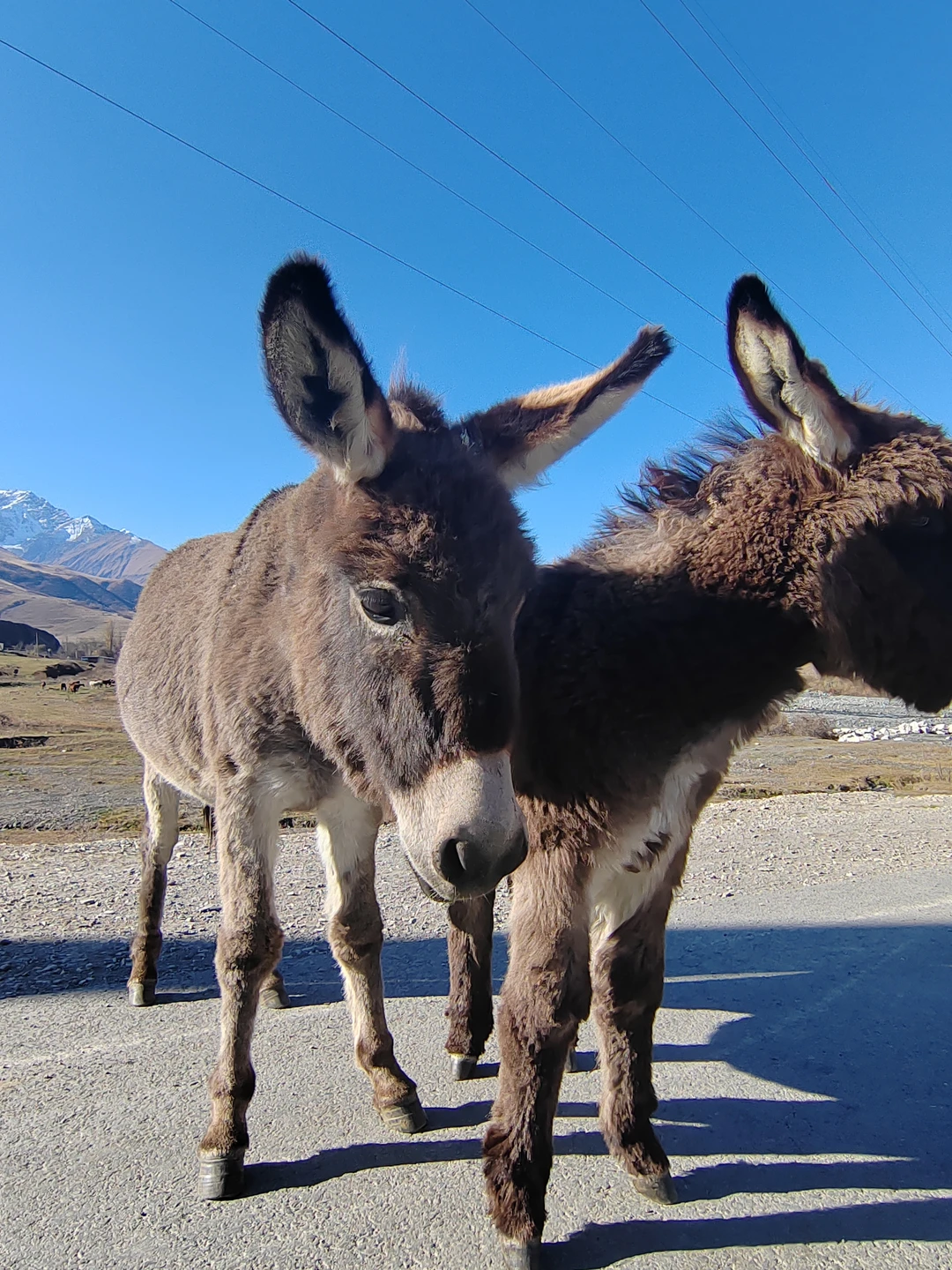 Северная Осетия - любовь навсегда! ❤️. Маршрут живописный, насыщенный! Красивейшие пейзажи на протяжении всего дня. Вкусная