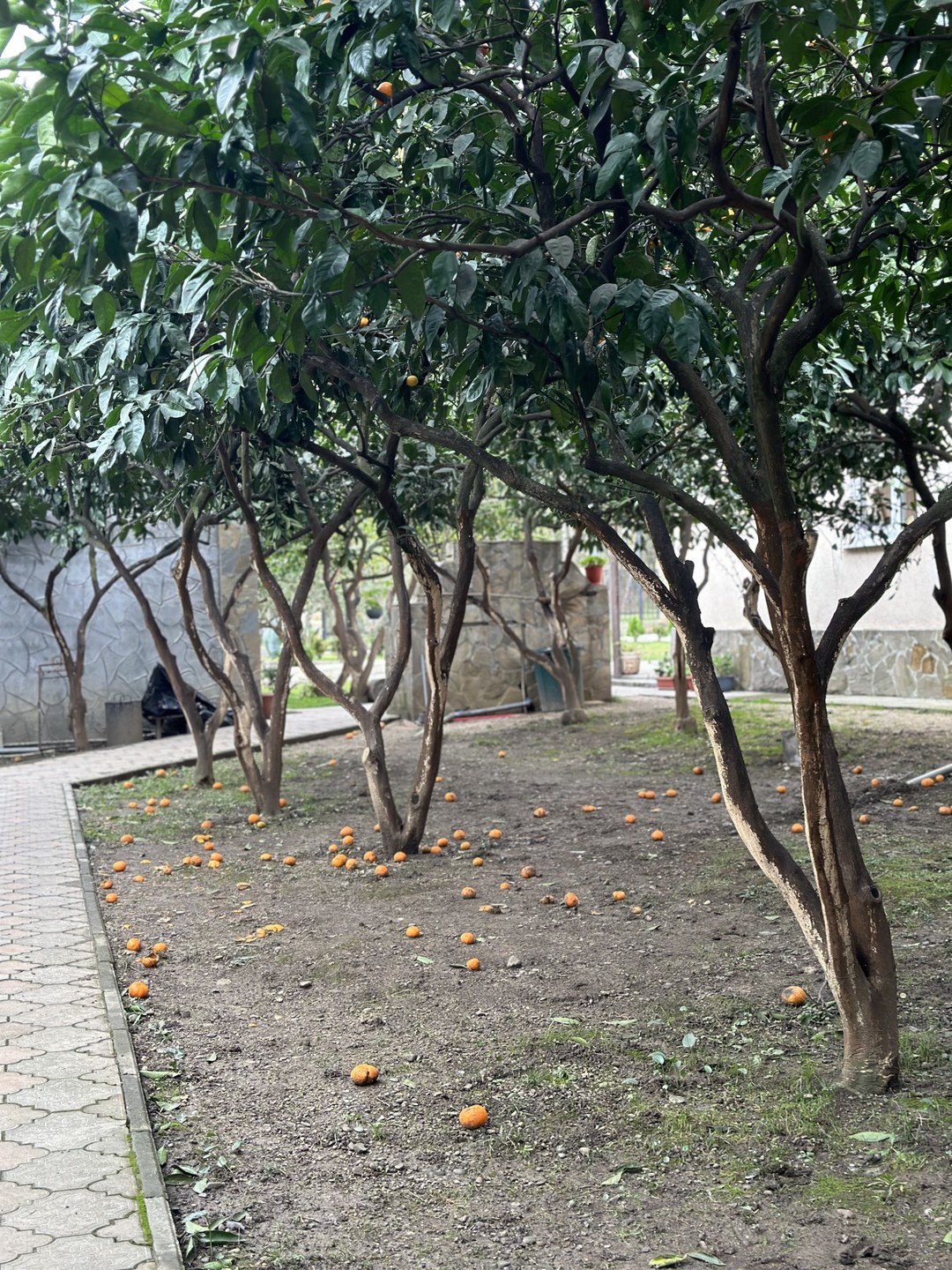 10 января были на экскурсии в Абхазии. Это наша первая встреча с этой маленькой, но такой гостеприимной страной