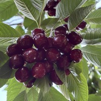 Фото отзыва 2: экскурсия "2 дня на озере Иссык-Куль: каньоны, горы и ледники"