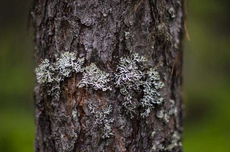 Куртяево: в жерле древнего вулкана