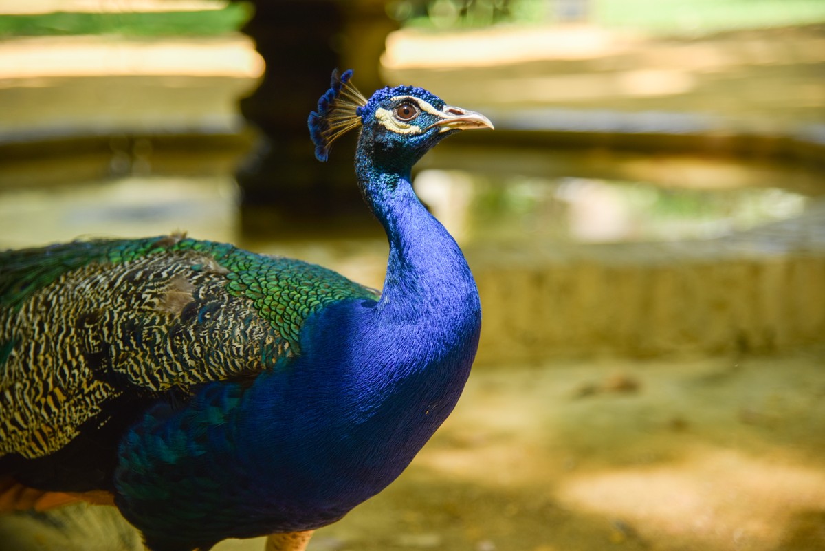 Севильский Алькасар: королевские дворцы, легенды и сады (2/10)