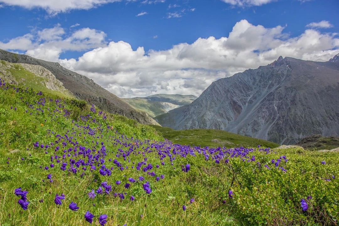 Аквилегия в&nbsp;горах Алтая