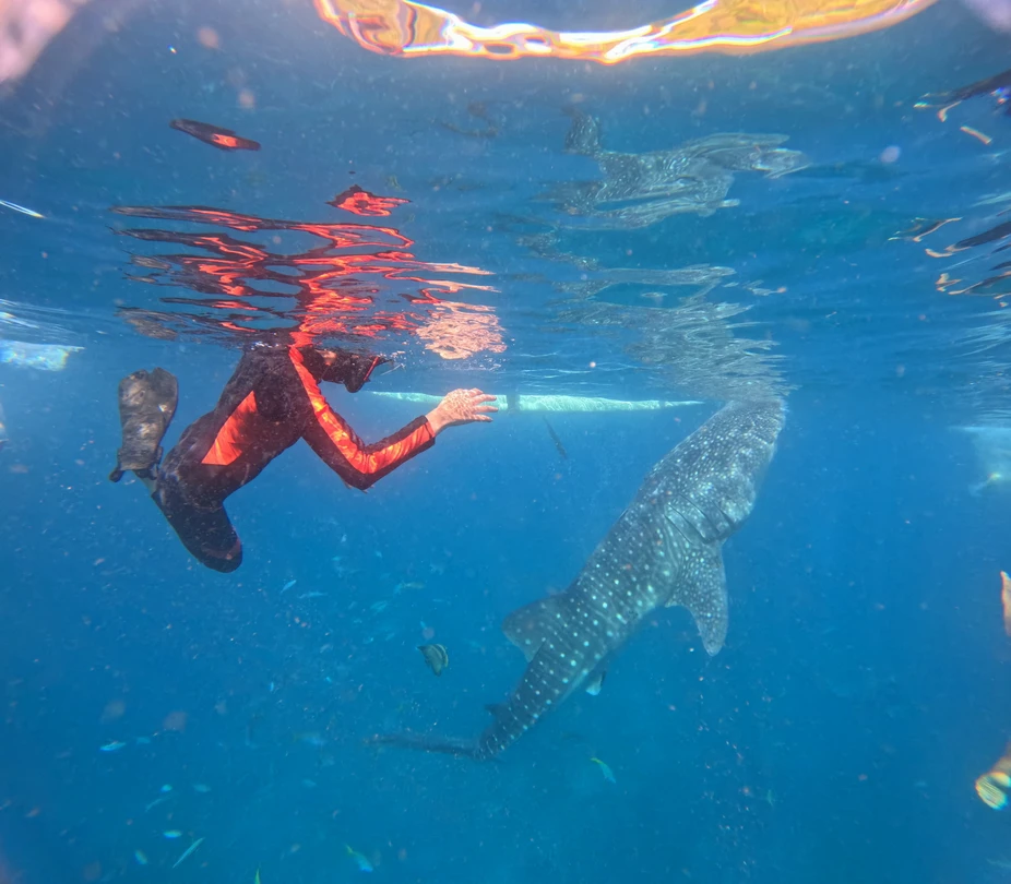 Высший уровень сервиса и незабываемая встреча с китовыми акулами