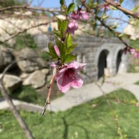 Фото отзыва 7: экскурсия "Горные курорты Дилижан, Цахкадзор и озеро Севан за один день"