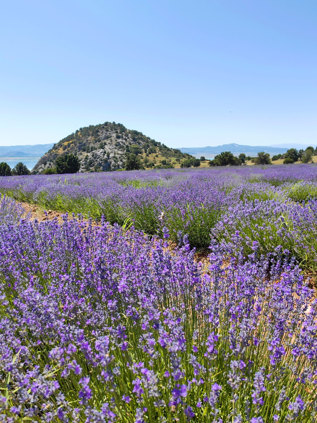 Гид и водитель молодцы: мы приехали в самом начале цветения лаванды и в фотолокации кусты еще