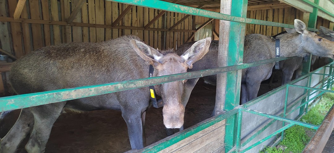 Красное-на-Волге и лосиная ферма (Панар)