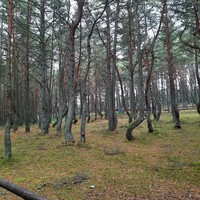 Фото отзыва 1: экскурсия "Из Светлогорска на Куршскую косу. Вид с высоты Мюллера! (в группе)"