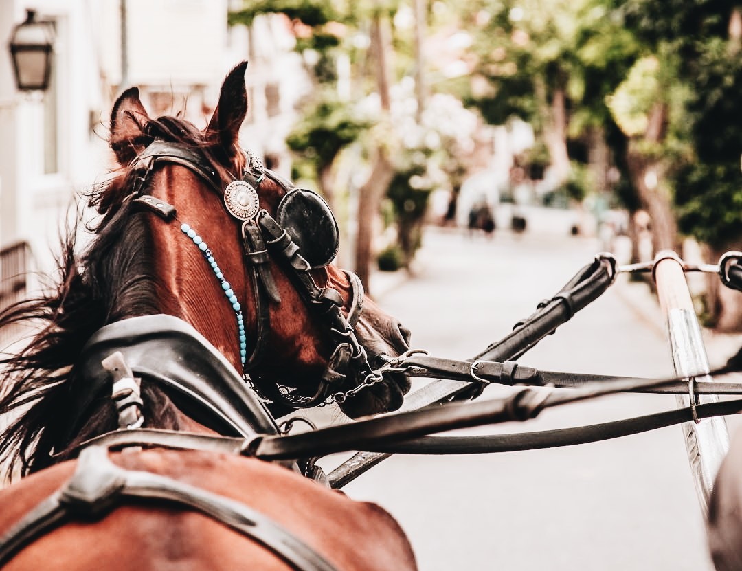 Один день на Большом острове (7/9)