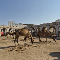Фото отзыва 2: экскурсия "Главное в Дохе за 4,5 часа (групповая экскурсия для круизных пассажиров)"
