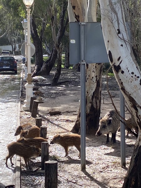 Нам очень понравилось в Танжере - великолепная погода, чудесная история города, Хишам показал много неочевидных мест