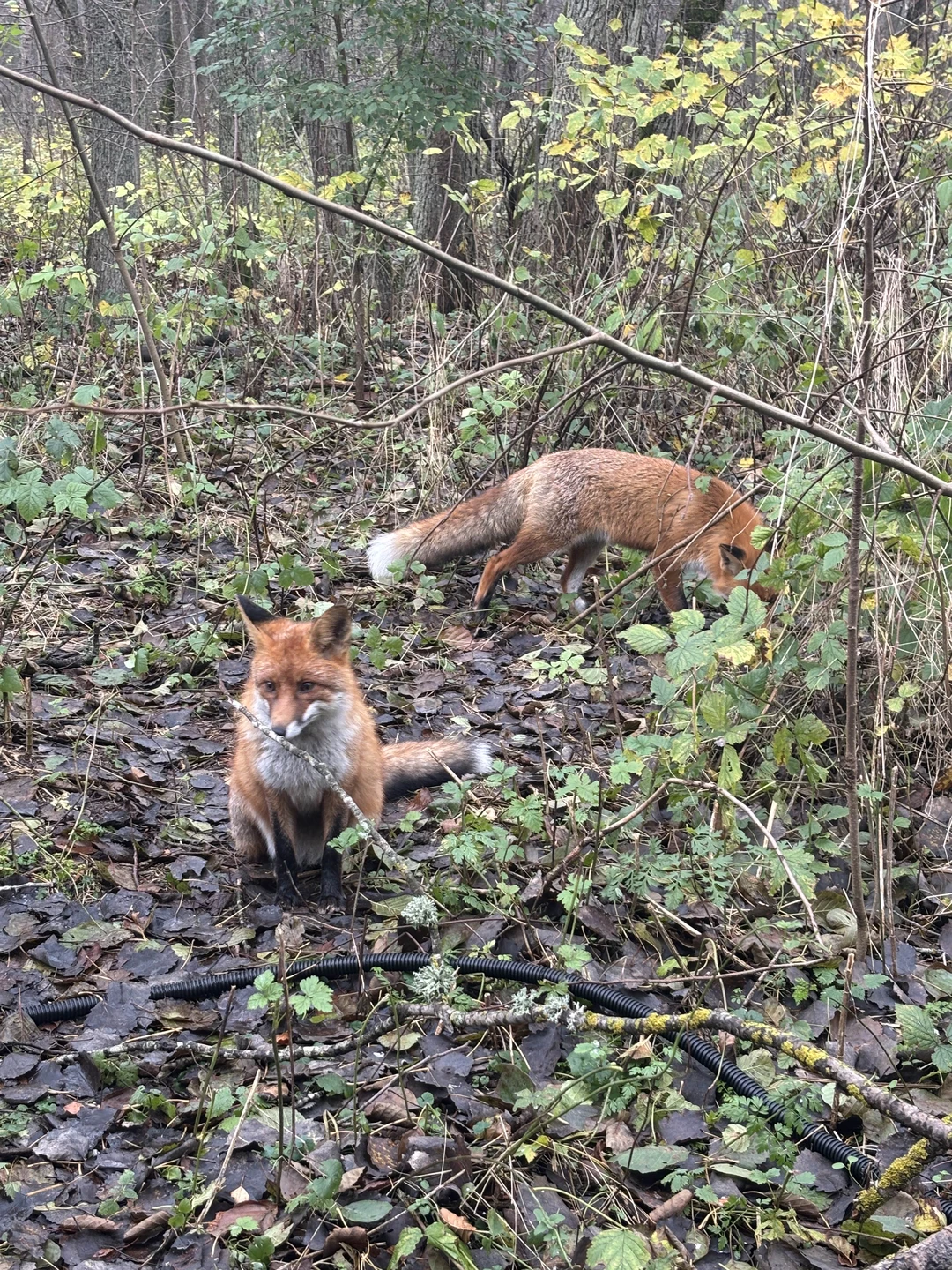 Спасибо за экскурсию. Все понравилось: маршрут, информация, остановки, природа. Однозначно, рекомендую!