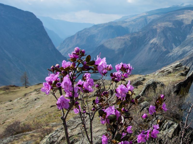 Фото отзыва 1: авторский тур "Автотрип по цветущему Алтаю"