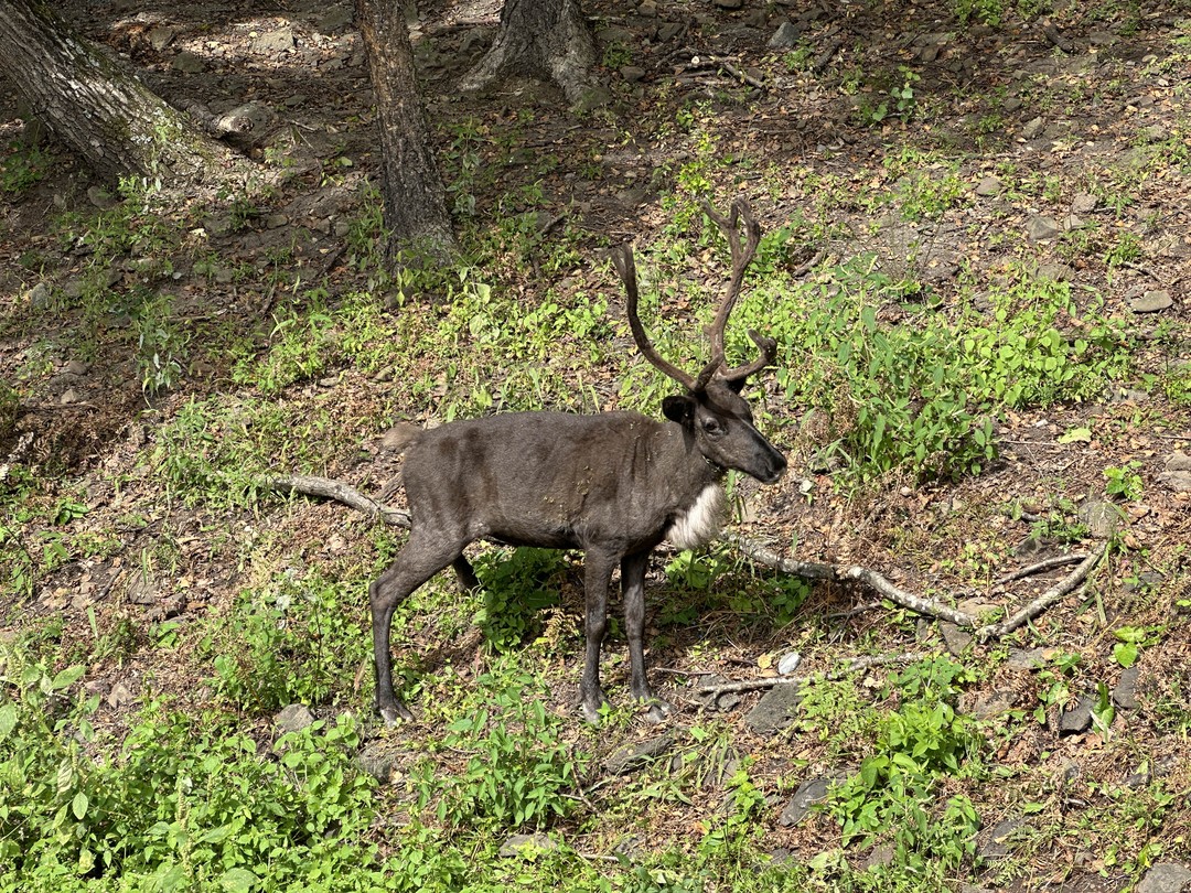 Экскурсия из групповой неожиданно трансформировалась почти в индивидуальную, гид Любовь очень интересно и познавательно рассказывает и